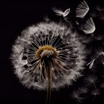 fond-docsdepub.com (1)