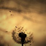 fond-docsdepub.com (5)