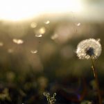 fond-dandelion