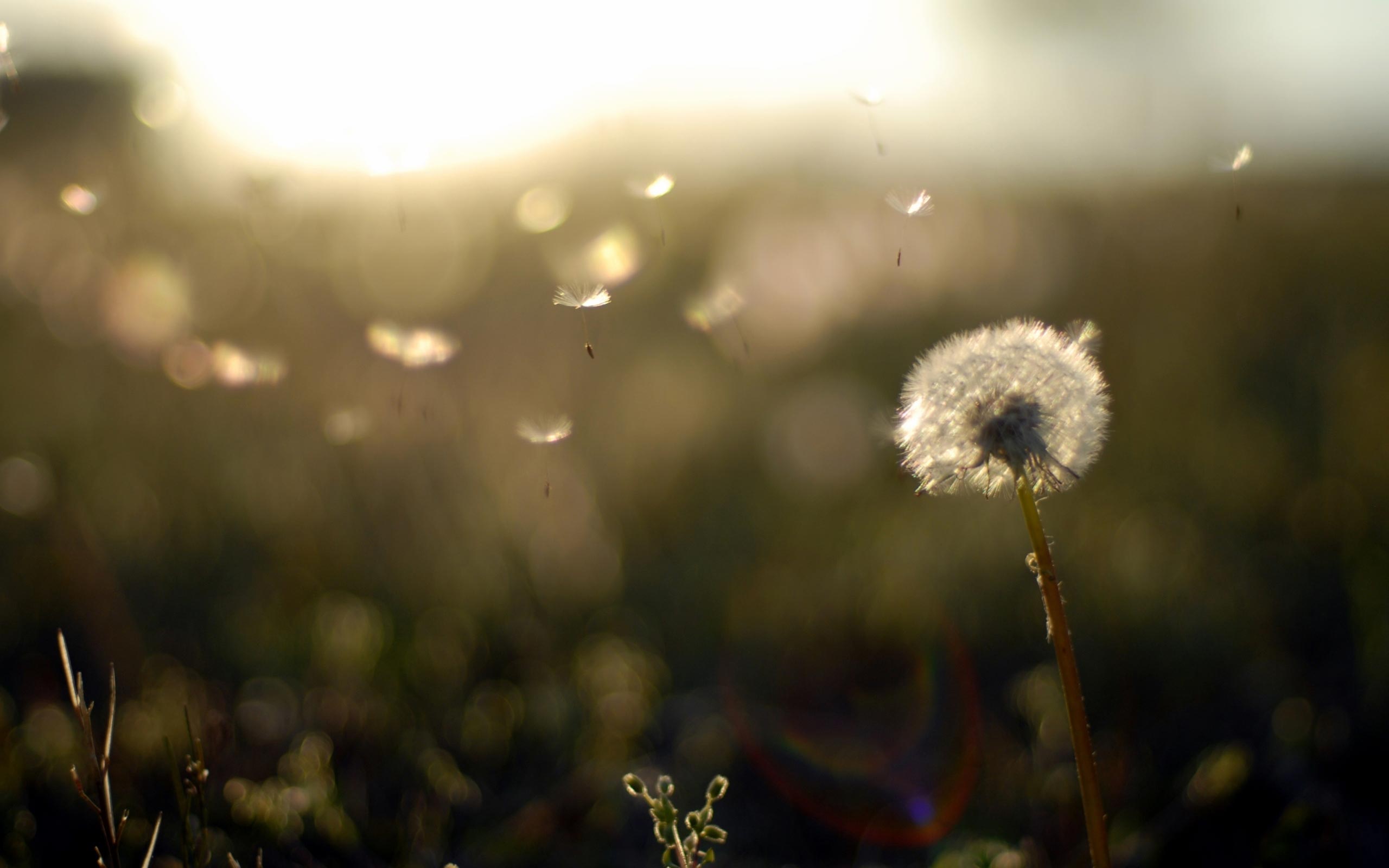 fond-dandelion