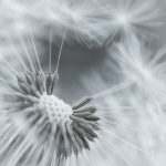 fond-dandelion -docsdepub