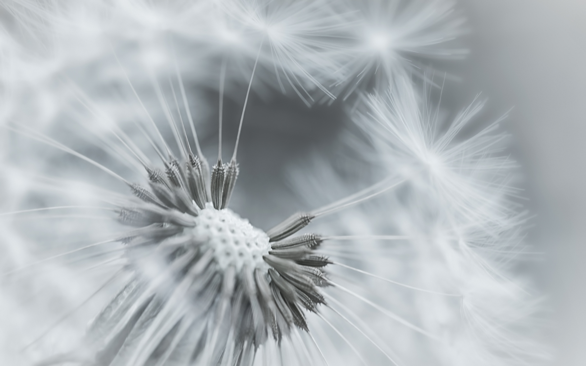 fond-dandelion -docsdepub