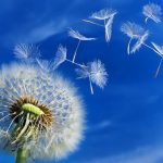 fond-dandelion bleu docsdepub