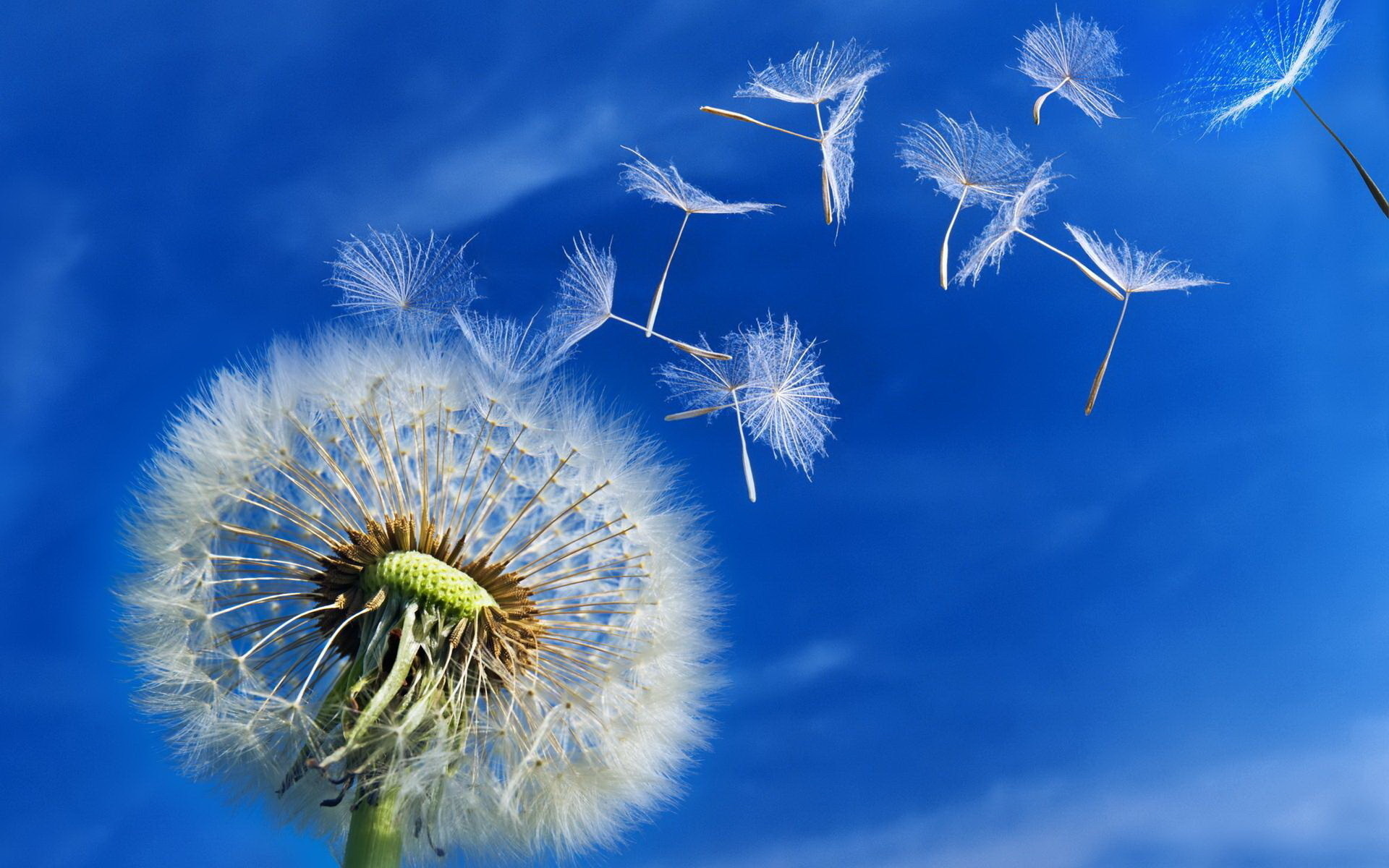 fond-dandelion bleu docsdepub