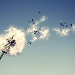 fond-dandelion -docsdepub