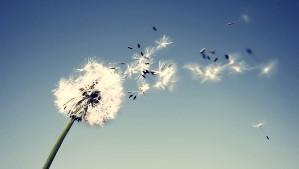 fond-dandelion -docsdepub