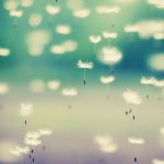 dandelion aigrettes docsdepub