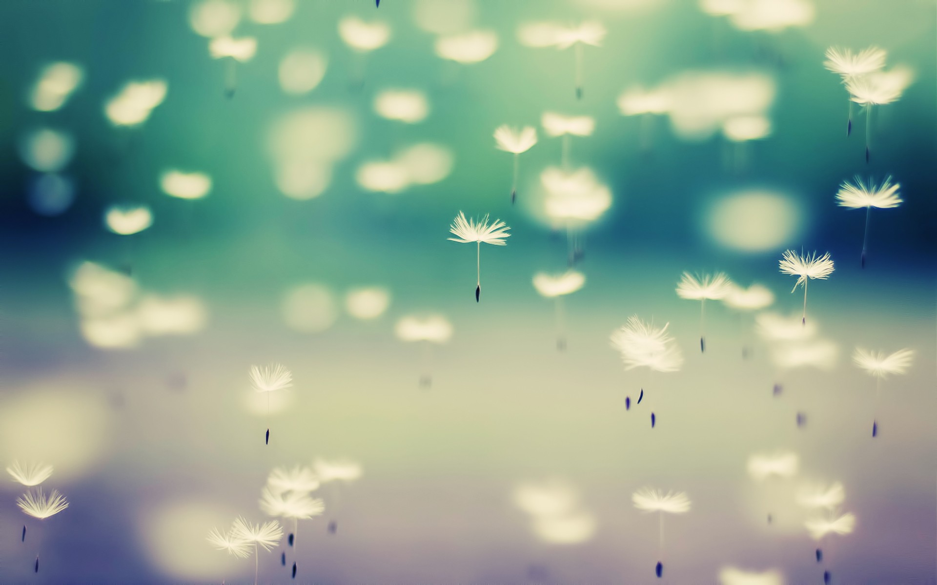 dandelion aigrettes docsdepub